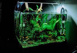 Check spelling or type a new query. How To Get Crystal Clear Aquarium Water Pond Guides Pond Planet
