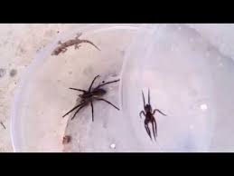 Select from premium aranha de jardim of the highest quality. Aranha De Jardim Lycosa Youtube