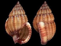 Image result for Tricalysia sp. E
