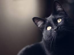 Sonhar Com Gato Preto Machucado Uma falsa crença de que você se convenceu é verdadeira ou uma necessidade para se sentir bem que desafia a realidade objetiva. sonhar com gato preto machucado