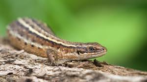 You're not likely to find a natural. Common Lizard Zootoca Vivipara Woodland Trust