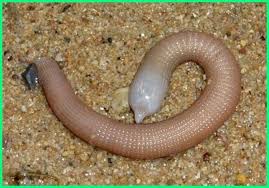 Apa Saja Hewan Yang Melakukan Pencernaan Ekstrasel Apa Itu Pencernaan Ekstraseluler Apa Itu Pencernaan Ekstrasel Mekanisme Pencernaan E Hewan Binatang Jamur