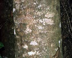 Image result for Newtonia buchananii