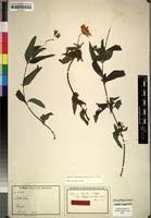 Image result for Aspilia natalensis