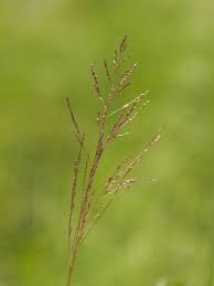 Image result for Sporobolus panicoides