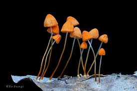 Image result for Marasmius siccus