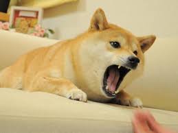 To sum up we have collected every doge meme template from social. Yelling Doge Template Doge In 2021 Doge Meme Doge Shiba Inu