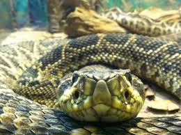 We did not find results for: 18 Amazing Rattlesnake Species Pictures Facts