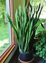 23 Best Snake Plants Varieties Sansevieria Plant Snake Plant Varieties Snake Plant