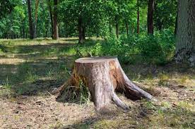 Are You Stumped Countryside In 2021 Tree Tree Stump Tree Removal