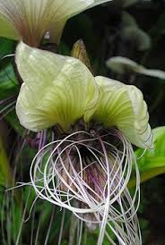 Maybe you would like to learn more about one of these? 11 Bat Flower Ideas Bat Flower Planting Flowers Plants