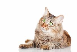 Lifelong daily medication is required, which is a disadvantage to owners whose cats resist pilling. Hyperthyroidism In Cats Golden Gate Veterinary Compounding Pharmacy