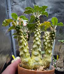 Image result for Dorstenia tayloriana