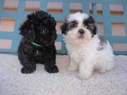 Search for shih tzu poodle mix with us. Mother S Father S Day Puppies Cute Non Shed Shih Tzu Poodle Cross For Sale In Queen Creek Arizona Classified Americanlisted Com