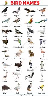 Bird Names List Of 30 Names Of Birds In English With The Picture My English Tutors Names Of Birds Preschool Sight Words Activities Common Birds