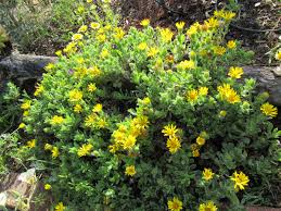 Image result for Saintpauliopsis lebrunii