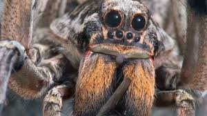 Image result for wolf spider bite skin