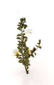 Image result for Maerua andradae