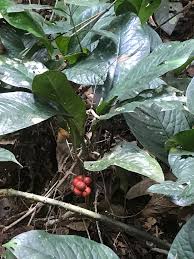 Image result for Culcasia orientalis