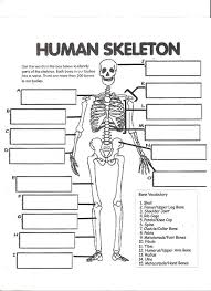 Well, what do you know? Skeletal System Test Human Anatomy Quiz Quizizz