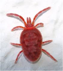 Image result for Trombicula autumnalis bites