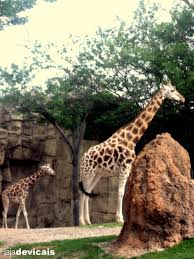 Lincoln Park Zoo Chicago Trip Brookfield Zoo Beach Trip