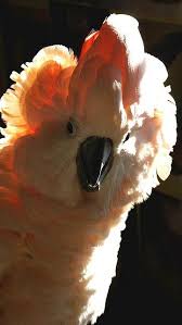 26 My Lovely Birds Ideas Birds Beautiful Birds Pet Birds