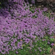 We did not find results for: Thyme Purple Carpet Creeping Thyme Davenport Garden Centre