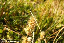 Image result for Elytrophorus spicatus