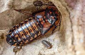 Antropoda mempunyai peredaran darah, tetapi darahnya tidak berwarna, pertumbuhannya lama mengalami metamorfosis (perubahan bentuk). Metamorfosis Kecoa Pengertian Jenis Tahapan Urutan Dan Siklus