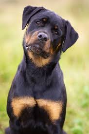 The rugged rottie is dependable and hardworking. Rottweiler Fotos Bilder Rottweiler Erziehung Rottweiler Hund Rottweiler Liebe