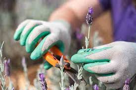 The lavender plant is the most gorgeous and fragrant plants you can grow, and today we're going to teach you how you can grow the lavender plant from cuttings! Propagating Lavender Ali I Kula Lavender