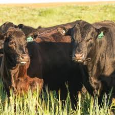 Entenda a diferença entre angus e hereford - Boi Saúde