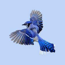Blue Jay Flying Clipart Qtiml7i3 970x970 Jpg 970 970 Blue Jay Bird Flying Bird Tattoo Beautiful Birds