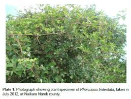Image result for Rhoicissus tridentata
