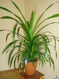 They are classified in the order pandanales, family pandanaceae. Pandanus Tectorius Acacia Llc
