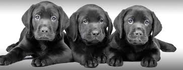 Missouri River Kennels South Dakota German Shorthair Pointers Gsp Puppies For Sale Labrador Lab Gun Dog Breeder