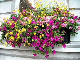 London Flowers Window Box Flowers Gorgeous Window Boxes Window Box Garden