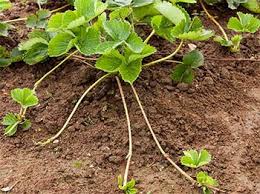Strawberry Plant Propagation The Definitive Guide Updated 2020 Strawberry Plants Propagating Plants Strawberry Plant Runners
