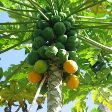 Check spelling or type a new query. Anak Pokok Betik Kebuna Putrajaya