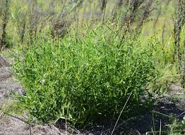 Image result for Crassocephalum paludum