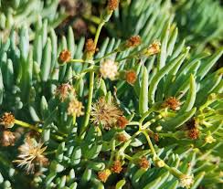 Image result for Senecio speciosus