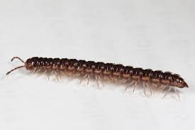 Multiplying Millipedes Insects In The City