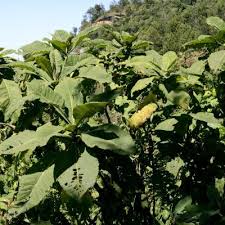 Image result for Vernonia amblyolepis