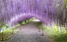Image result for Wisteria