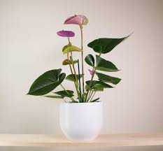 We did not find results for: Anthurium In Pure White Pot Plantandpot Nz