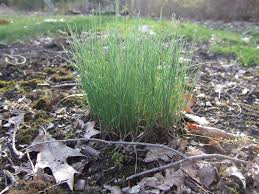 This lawn weed identification guide includes images, common and scientific names and descriptions to help you with weed id. Twelve Common Weeds Hgtv