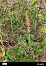 Image result for Indigofera hirsuta