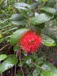 Image result for Combretum constrictum
