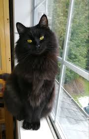For some black cat breed 411, we checked in with jacqui bennett, all breed judge for the cat fanciers' association (cfa) and jodell raymond, the cfa's director of marketing communications. Such A Beautiful Long Haired Black Cat Cats Black Cat Pretty Cats